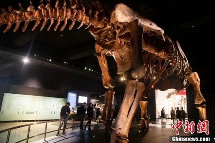美国自然历史博物馆“泰坦巨龙”展厅观众络绎不绝