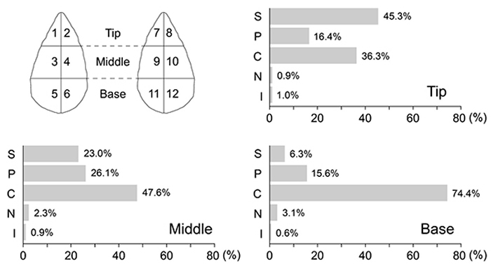 ��ɫ��ش��͹��߲�ͬ��λ���ⲿ���в����ײ����ӹ��̶�ͳ�ơ�S=�μ��ӹ���P=�����ӹ���C=ʯƤ��N=δ���ӹ��Ĺ��߸��棨��ʯƬΪë������I=����ȷ���ߡ�