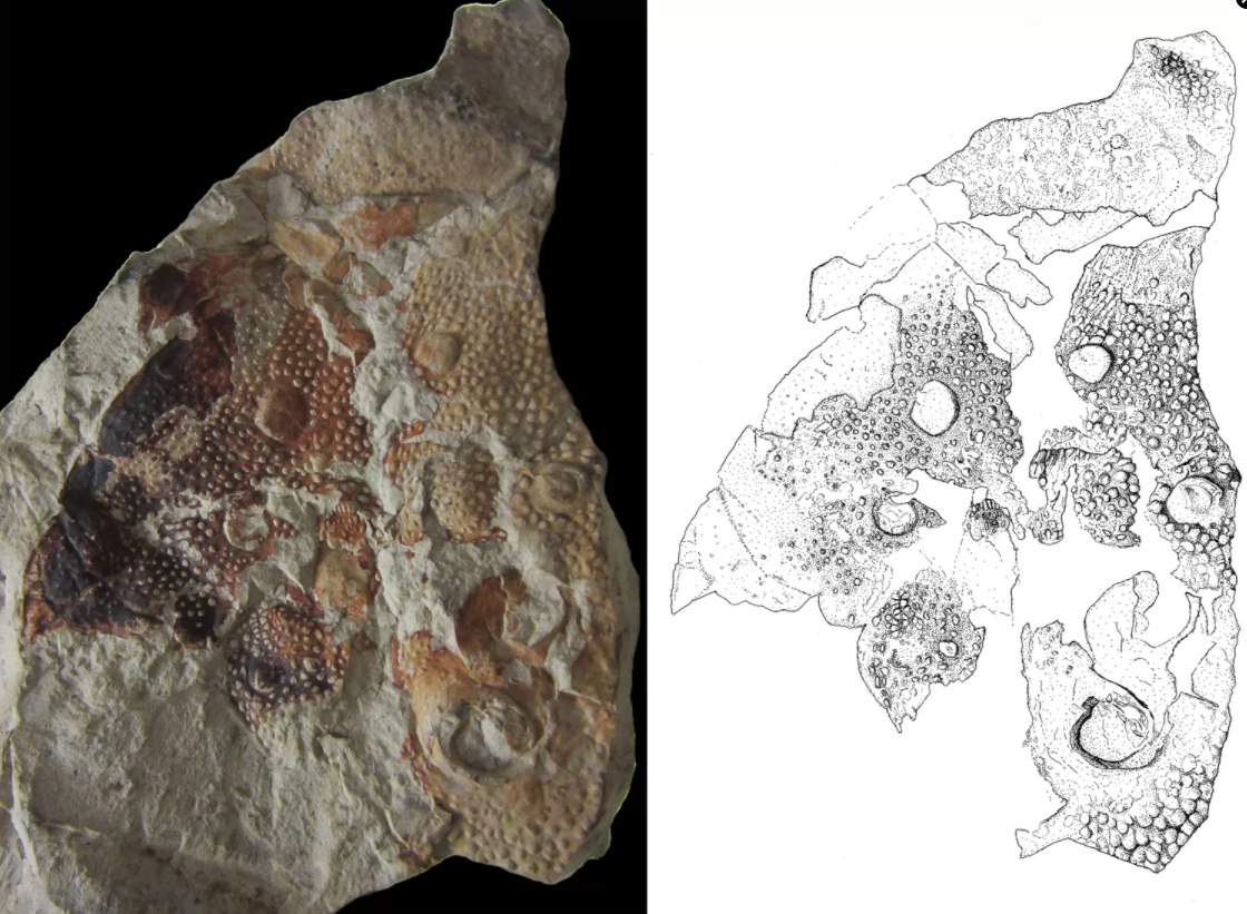 �Ĵ����Ƿ���������2.52����ǰ1�׳��ĺ�Ы��ʯWoodwardopterus freemanorum