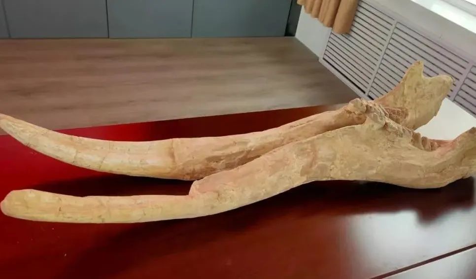 ����ղذ����������ĵ��ʹ�԰����ݾ�����ʯ�걾