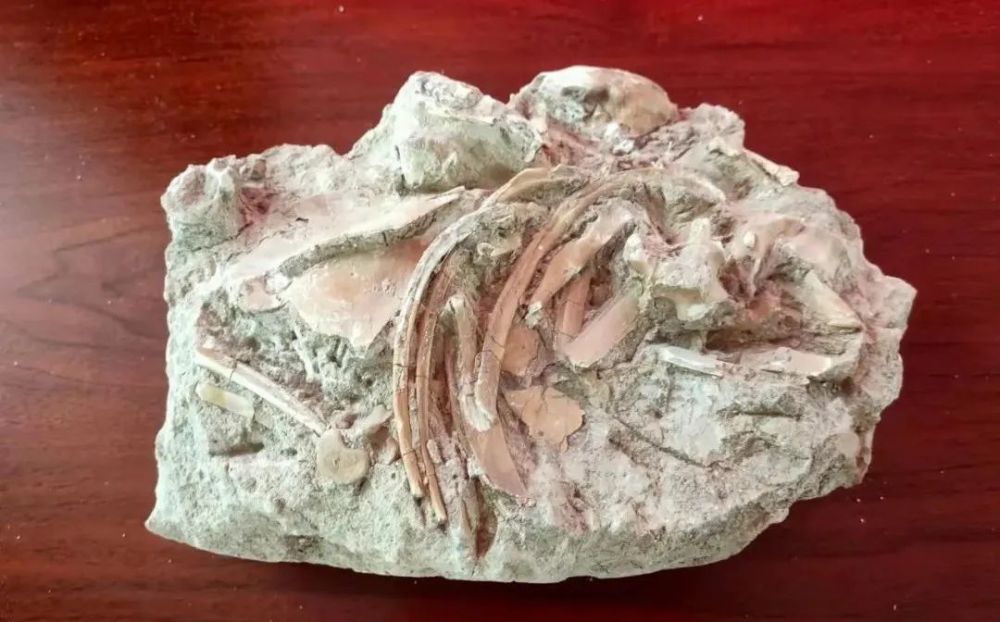 ����ղذ����������ĵ��ʹ�԰����ݾ�����ʯ�걾