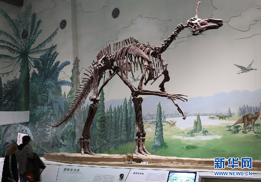 山东博物馆2022年度开年力作：以山东白垩纪恐龙为主角的展览