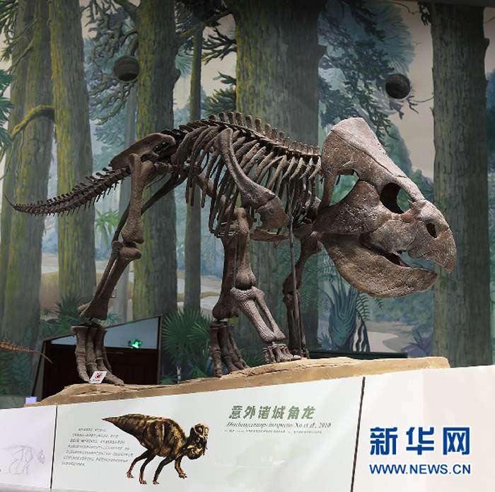 山东博物馆2022年度开年力作：以山东白垩纪恐龙为主角的展览