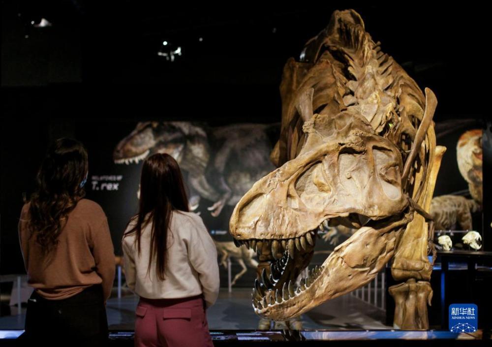 加拿大温哥华科学馆举办“霸王龙：终极捕食者”展览