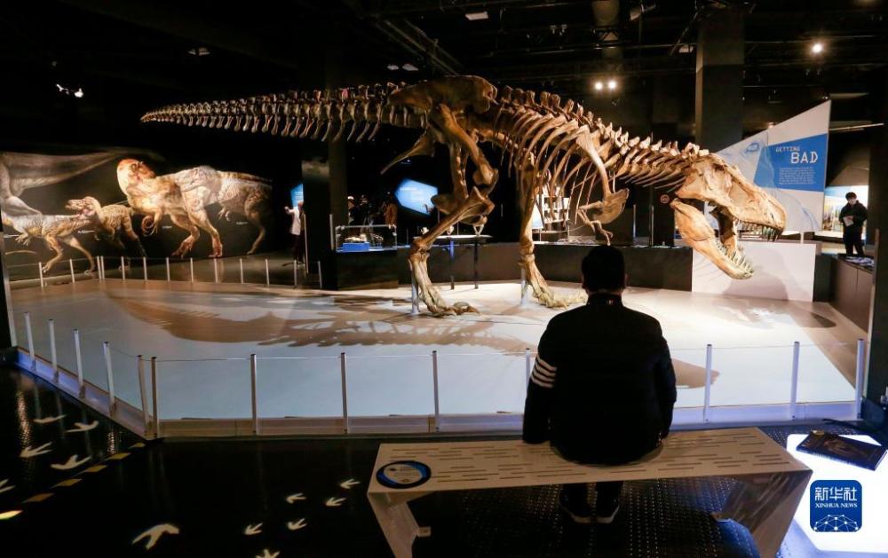 加拿大温哥华科学馆举办“霸王龙：终极捕食者”展览