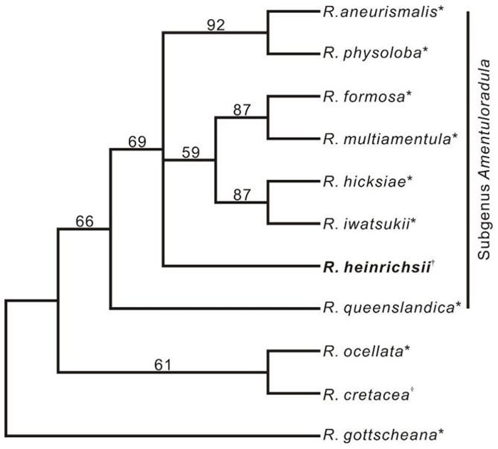 亨氏扁萼苔（Radula heinrichsii）及相关类群的系统发育树