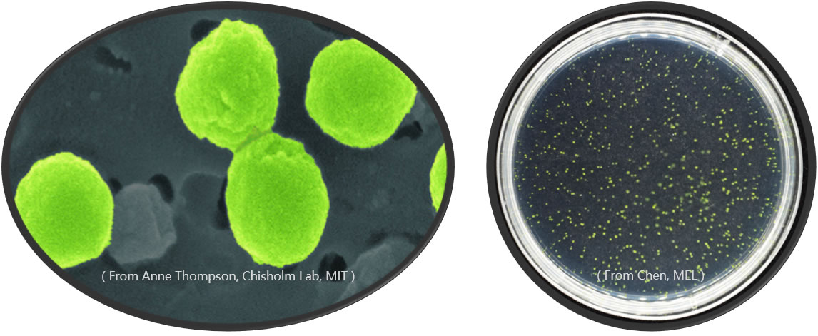 ����Ȼ����̬�������������������ֻ���������棿����������������һ�ֿ���