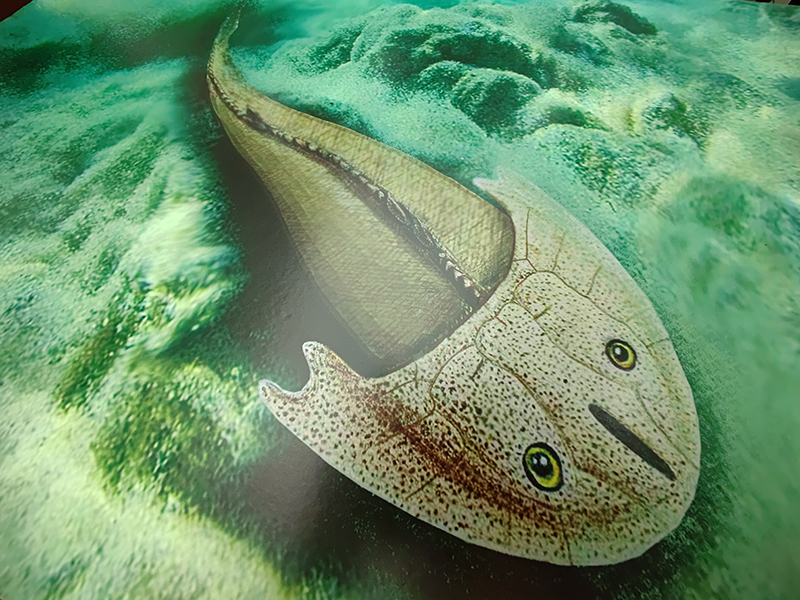 重庆秀山发现距今约4.36亿年的全新真盔甲鱼类化石——滨海涌洞鱼