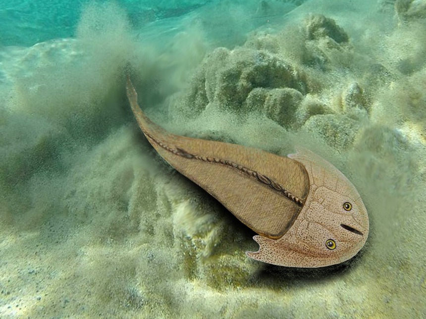 重庆秀山发现距今约4.36亿年的全新真盔甲鱼类化石——滨海涌洞鱼