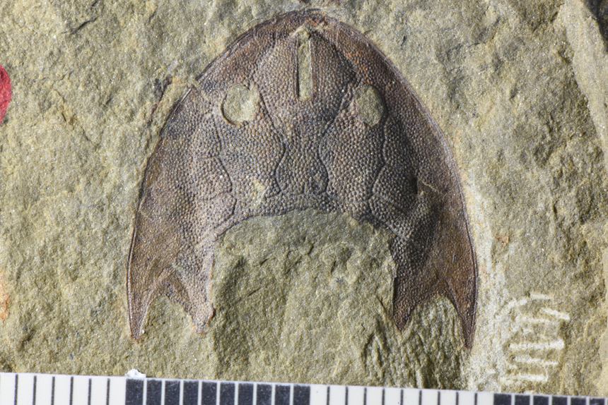 重庆秀山发现距今约4.36亿年的全新真盔甲鱼类化石——滨海涌洞鱼