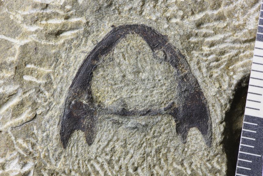 重庆秀山发现距今约4.36亿年的全新真盔甲鱼类化石——滨海涌洞鱼