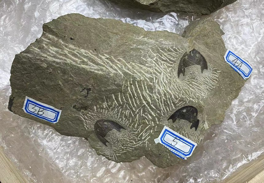 重庆秀山发现距今约4.36亿年的全新真盔甲鱼类化石——滨海涌洞鱼
