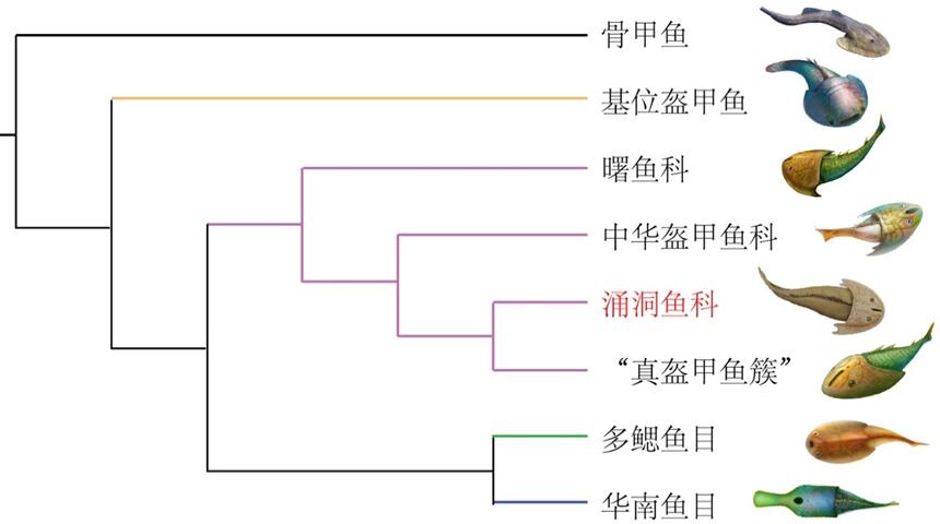 重庆秀山发现距今约4.36亿年的全新真盔甲鱼类化石——滨海涌洞鱼