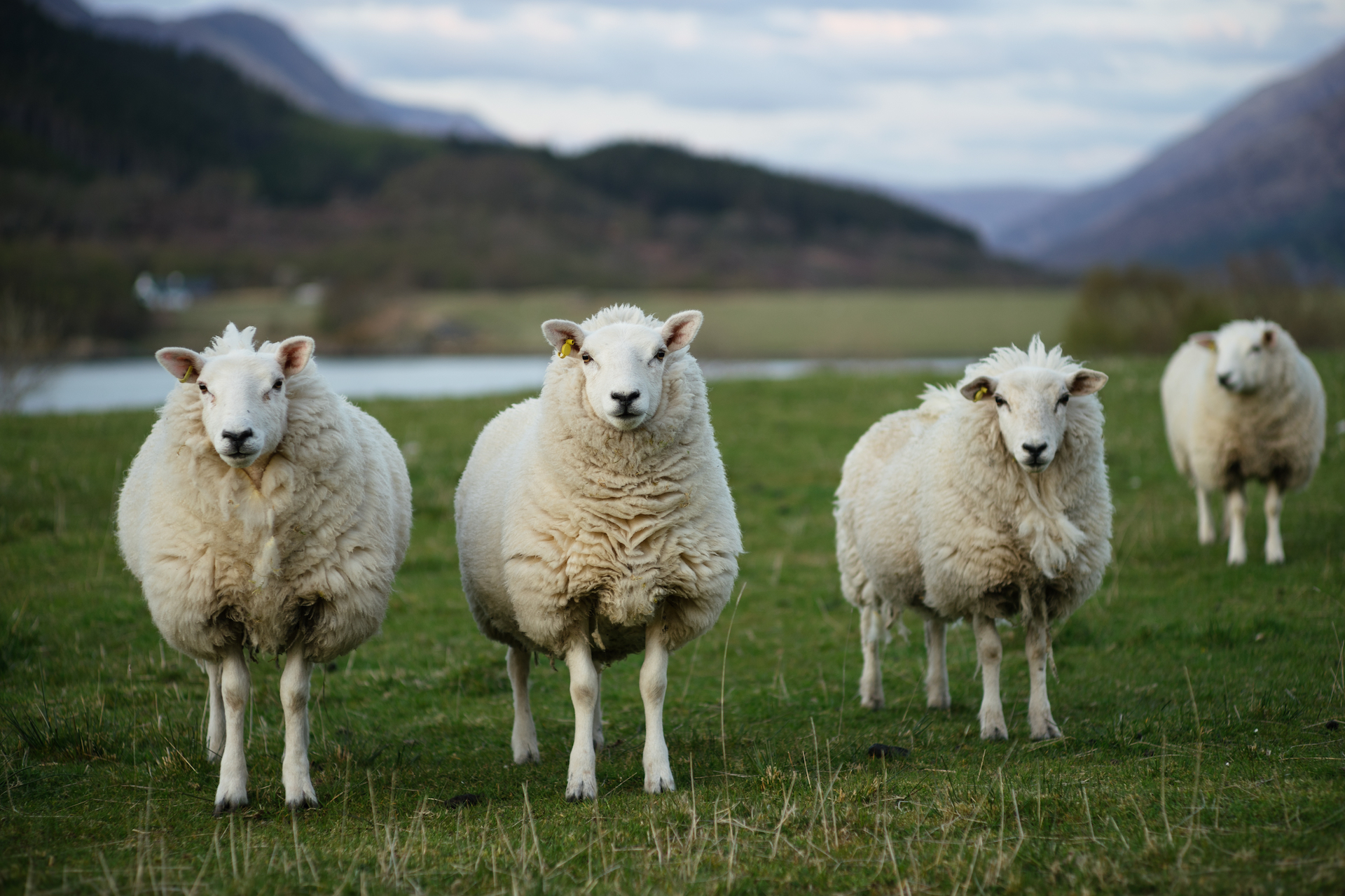 对土耳其石器时代小村庄的研究发现：古人类驯化绵羊和山羊的初衷可能是存储活羊过冬