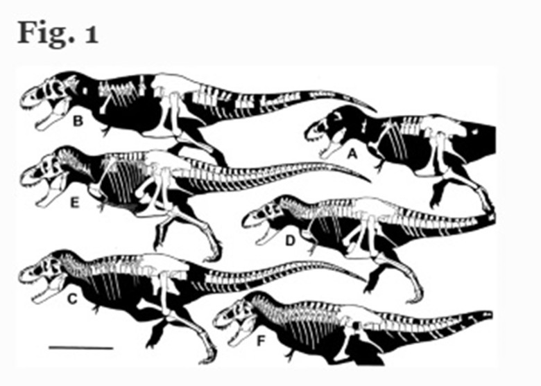 �о��ԱȲ�ͬ�������Ĺ�����ʯ��