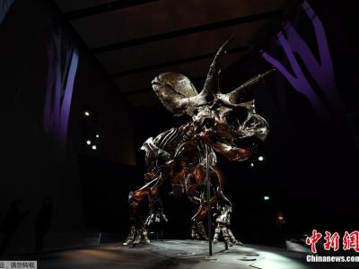 澳大利亚的墨尔本博物馆展示世界上最完整的三角龙化石