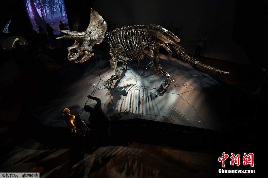 澳大利亚的墨尔本博物馆展示世界上最完整的三角龙化石