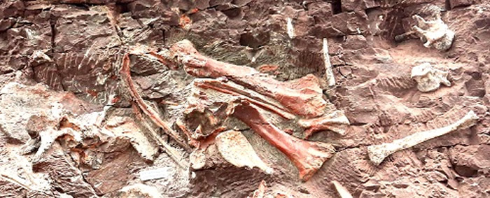 保存于化石墙上的“元始巴山龙”标本（受访者供图）