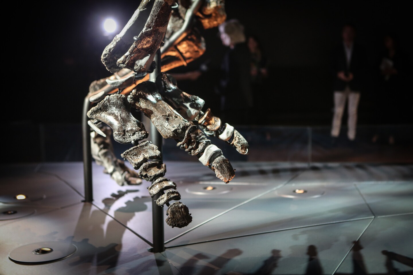 �����ϱ�������������������ʯHorridus