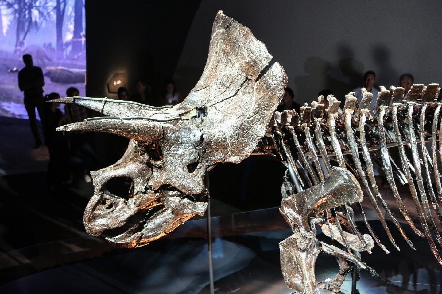 世界上保存最完整的三角龙化石Horridus