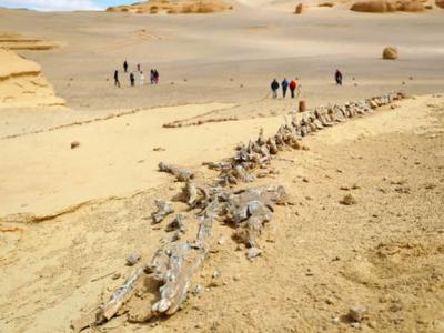 埃及法尤姆省的“鲸鱼谷”的古鲸类化石