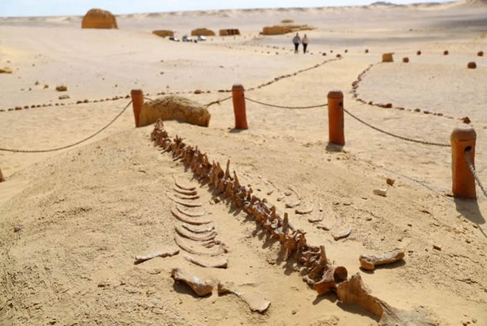 3月11日在位于埃及法尤姆省的“鲸鱼谷”拍摄的古鲸类化石。（新华社2022年3月12日发）