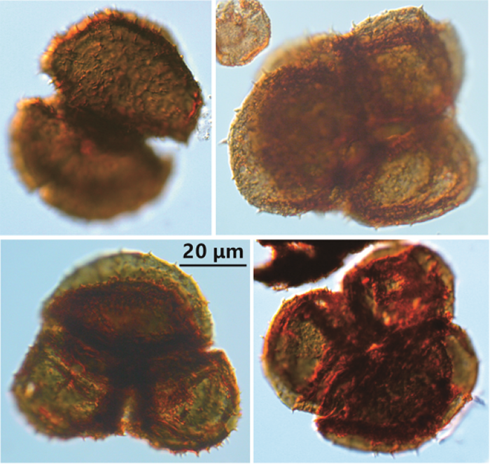 二叠纪-三叠纪之交陆相地层中的石松类孢子四分体，来自岩心ZK4703（楚道亮 供图）