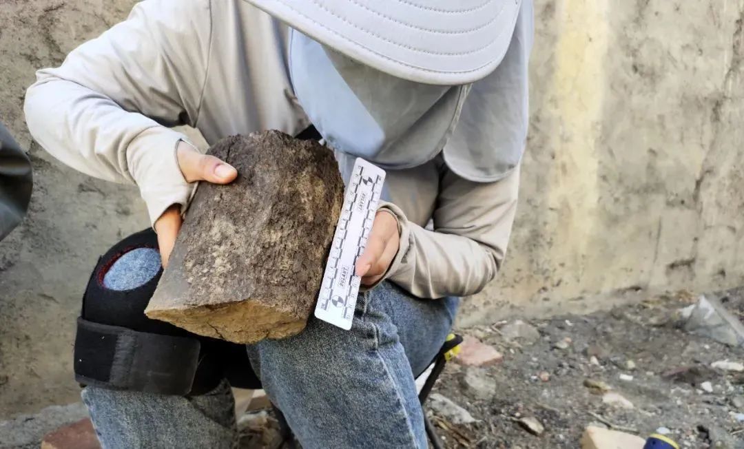 新疆—截四亿年前的树木茎干。