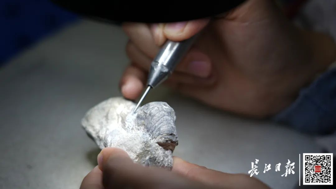 尹家一修复化石。记者胡胜 摄