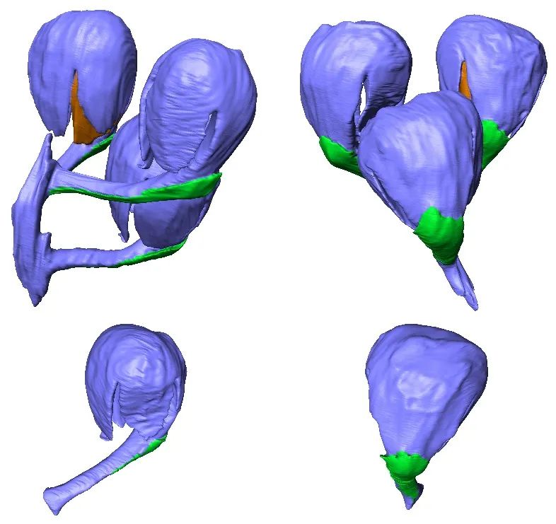 ��ֲ���ӱ��ǡ���������ɭ����ò��ԭ������ͼƬ