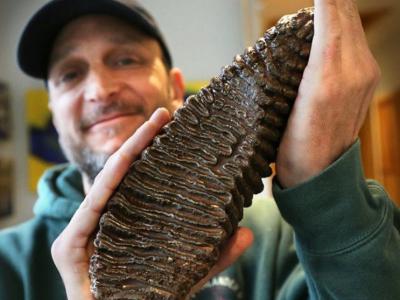 美国新罕布什尔州鱼贩拍卖1.2万年长毛象牙齿化石 筹款助乌克兰难民