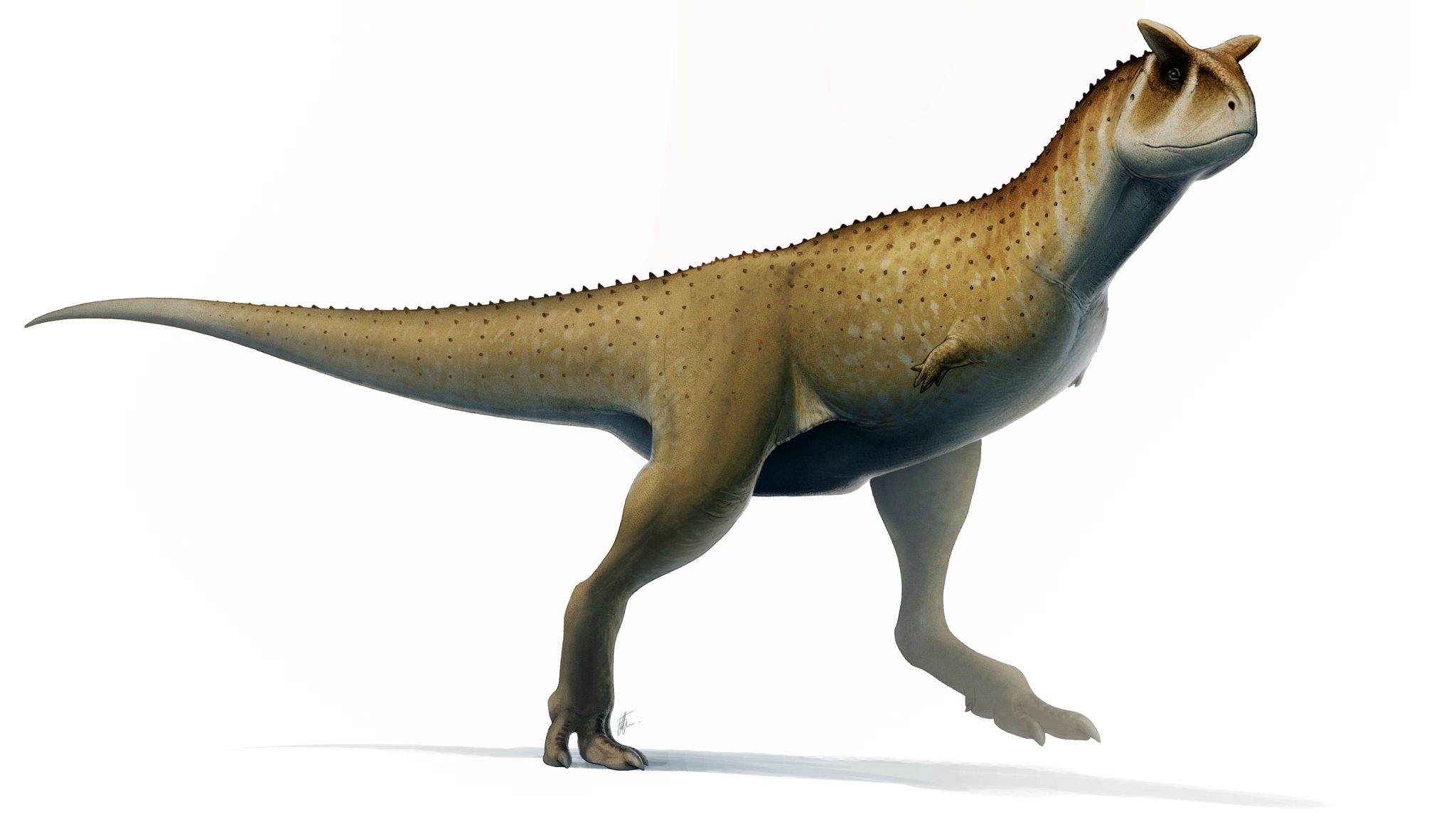 阿根廷发现“无臂”新物种恐龙Guemesia ochoai
