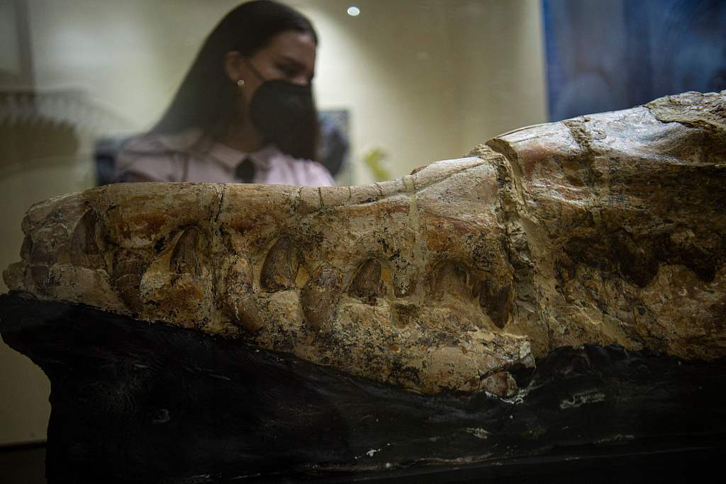 秘鲁沙漠发现巨大海怪头骨化石 证属古代海洋哺乳动物“龙王鲸”