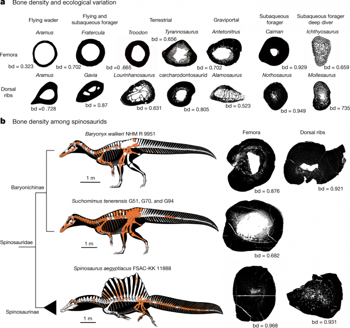 新研究提出更多关于“河中巨怪”棘龙生活在水中的证据
