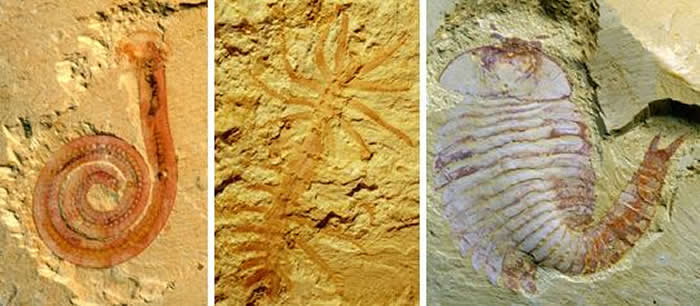 ��Nature Communications�����ν�����Ⱥ��Ϣ�������޻���