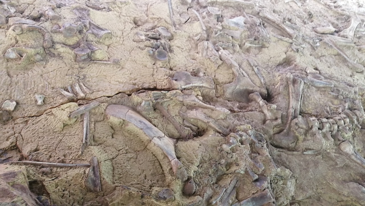 “四川盆地发现一新的中侏罗世恐龙化石遗址”在SCI期刊《地质学报（英文版）》上发表