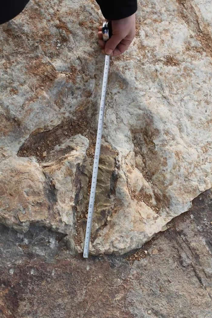 山东诸城新发现一处完整水波纹遗迹化石和大型蜥脚类恐龙足迹化石