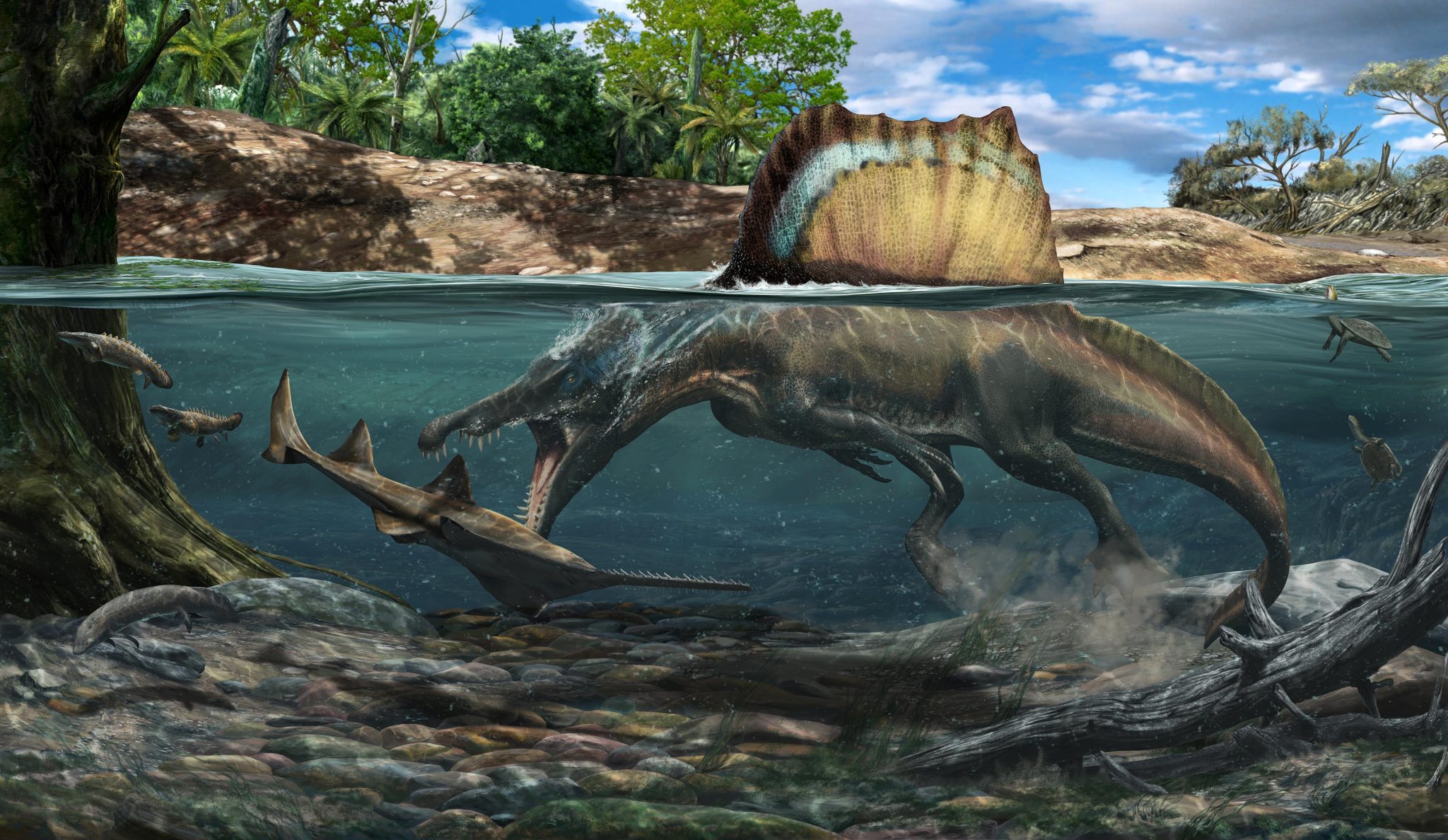 《自然》：迄今唯一已知会游泳的恐龙——棘龙