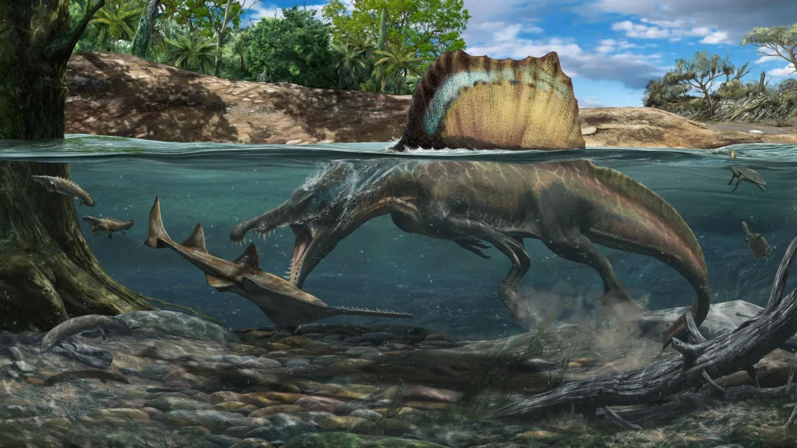 食肉恐龙棘龙或能适应水生生活方式