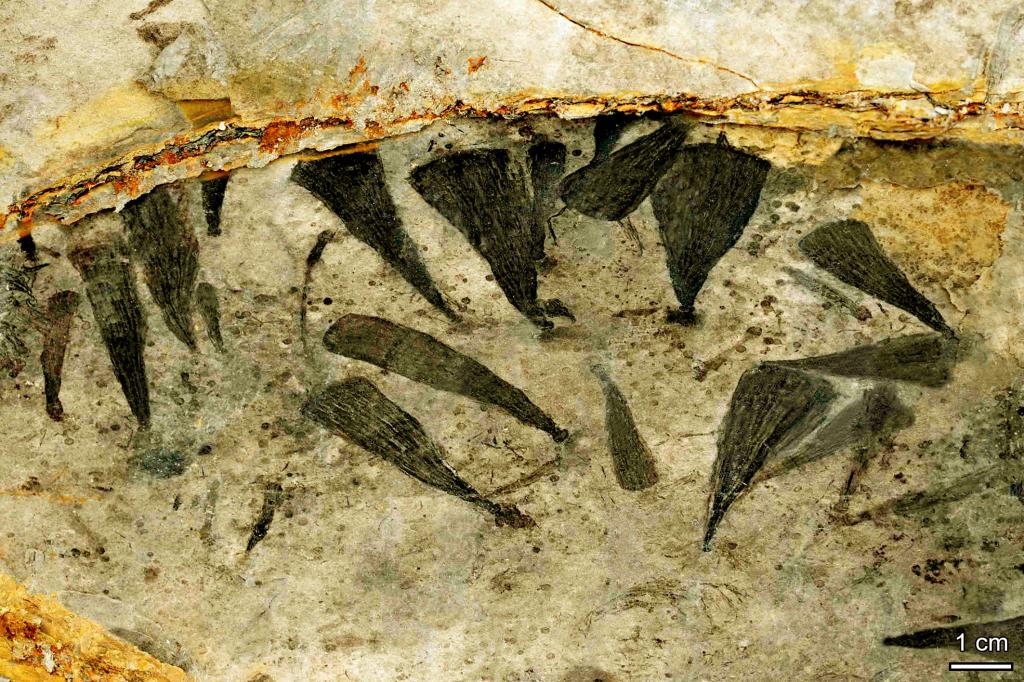 ��������Ⱥ��ʯ���п�Ժ�Ͼ����ʹ������о������ͼ