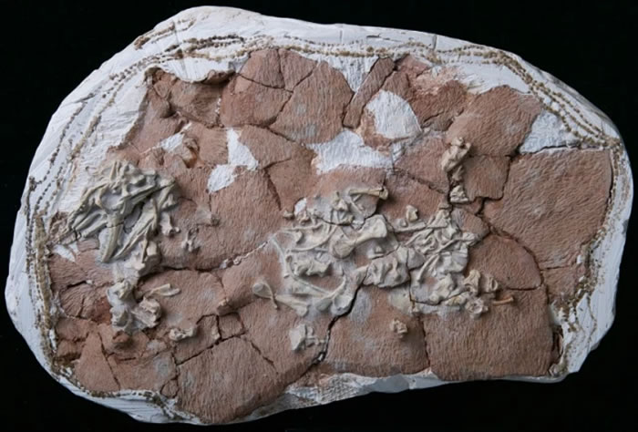 ����ʼ����ᣨArchaeovaranus lii�������ͱ걾��Ƭ