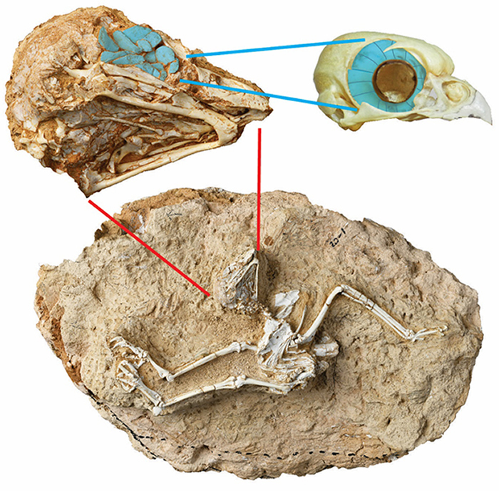 正型中新猛鸮标本照片及眼部骨骼聚焦（蓝色覆盖处为巩膜骨，右边显示了现代鸺鹠类猫头鹰头眼眶中完整的巩膜环）