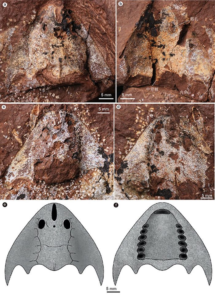 中国江西首次发现4.38亿年前最古老的真盔甲鱼类两个新物种：俊卿清水鱼和刺猬安吉鱼
