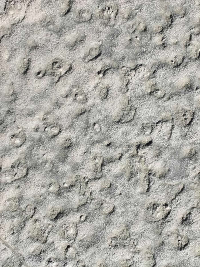 承德避暑山庄石板路上新发现疑似诸多古生物遗迹化石