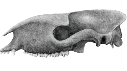 ����ʱ���������鶯���ȡ����������Ͷ��Ǵ���