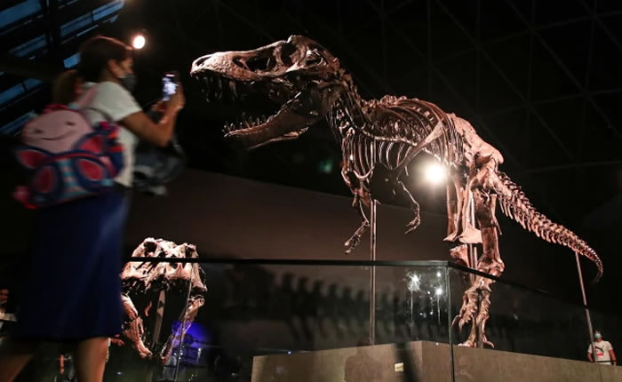 6700万年前的霸王龙化石“斯坦”在阿联酋阿布扎比的自然历史博物馆展出