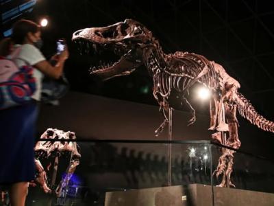6700万年前的霸王龙化石“斯坦”在阿联酋阿布扎比的自然历史博物馆展出