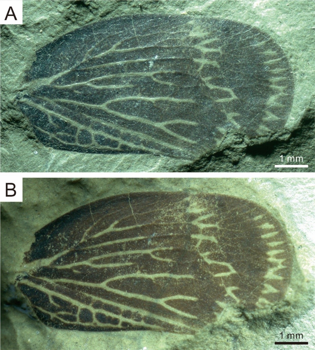 ��˹�н�Ժʿ������˹��������(Szeiiniidae)��ģʽ��ģʽ��(Szeiinia huanglongensis Zhang et al., 2021)