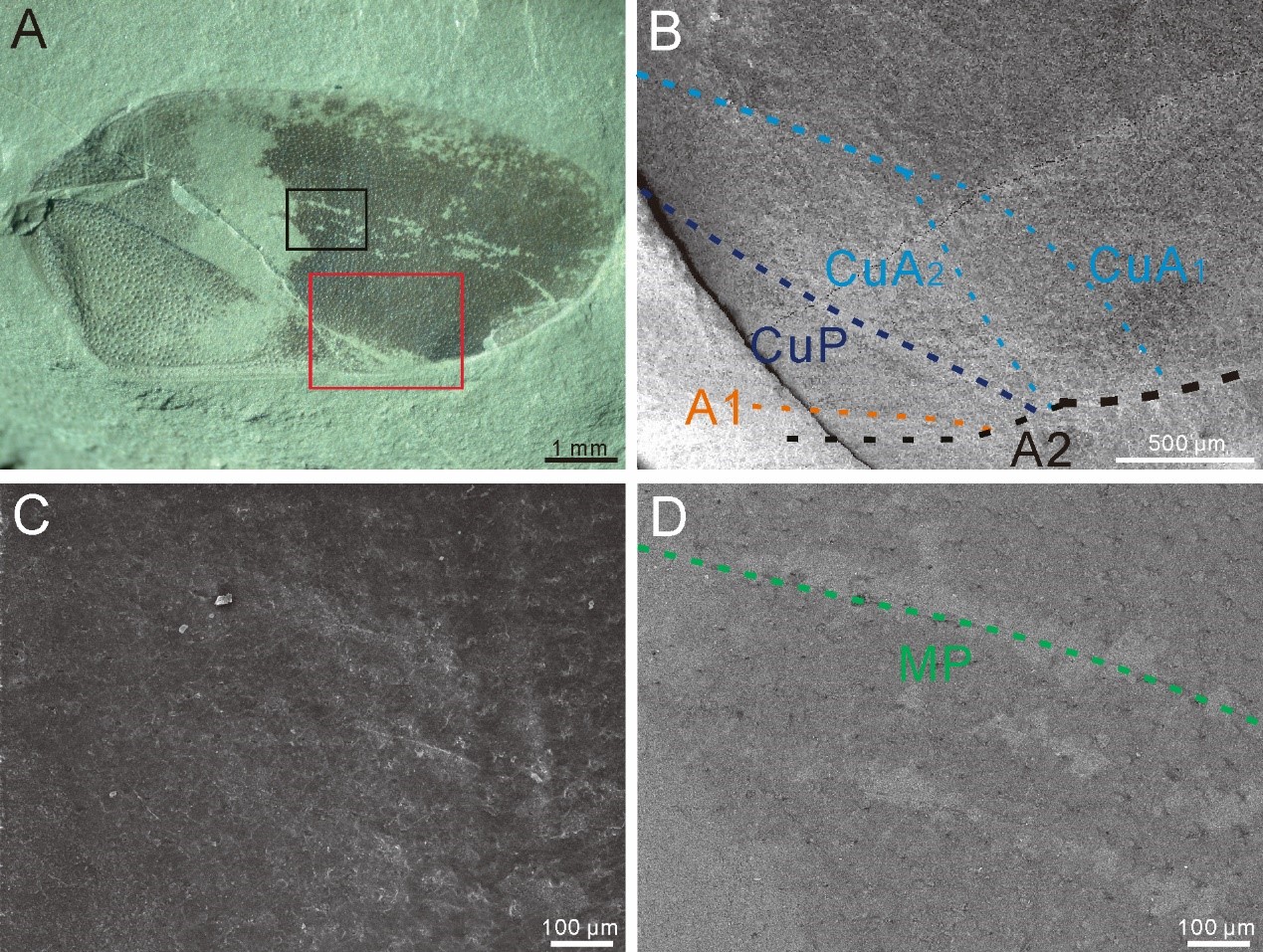 ͭ������Scytinoptera tongchuanensis Zhang, Zheng et Zhang, 2021����ģ��NIGP177616���ǳ᣻��A
