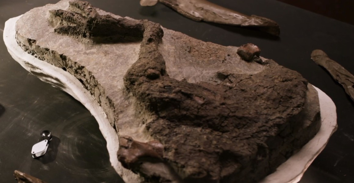美国北达科塔州发现恐龙腿化石 科学家认为这只恐龙死于6600万年前小行星撞击地球那天